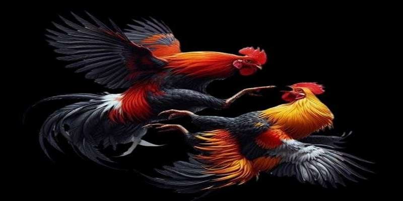 MMWIN: Điểm hẹn lý tưởng cho dân mê chơi đá gà trực tuyến